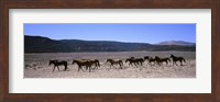 Horses running in a field, Colorado Fine Art Print