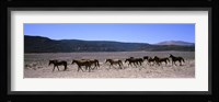 Horses running in a field, Colorado Fine Art Print
