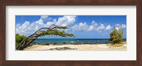 Divi divi tree (Caesalpinia Coriaria) at the coast, Aruba Fine Art Print