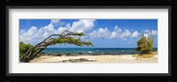 Divi divi tree (Caesalpinia Coriaria) at the coast, Aruba Fine Art Print