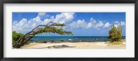 Divi divi tree (Caesalpinia Coriaria) at the coast, Aruba Fine Art Print