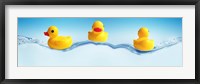 Three ducks on water Fine Art Print