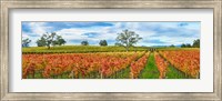 Autumn color vineyards, Guerneville Road, Sonoma County, California, USA Fine Art Print