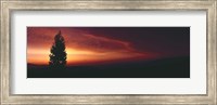 Silhouette of tree at sunset, Anza Borrego Desert State Park, Borrego Springs, California, USA Fine Art Print