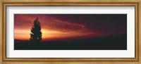 Silhouette of tree at sunset, Anza Borrego Desert State Park, Borrego Springs, California, USA Fine Art Print
