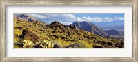 Wildflowers on rocks, Anza Borrego Desert State Park, Borrego Springs, San Diego County, California, USA Fine Art Print