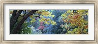 Fall Colors at Fourth of July Canyon, New Mexico Fine Art Print