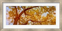 Low angle view of a tree in autumn Fine Art Print