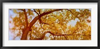 Low angle view of a tree in autumn Fine Art Print