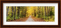 Trees along a pathway in autumn, Hiawatha National Forest, Alger County, Upper Peninsula, Michigan, USA Fine Art Print