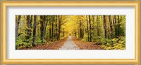 Trees along a pathway in autumn, Hiawatha National Forest, Alger County, Upper Peninsula, Michigan, USA Fine Art Print