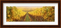 Vine crop in a vineyard, Riquewihr, Alsace, France Fine Art Print