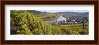 High angle view of vineyards with town along the river, Bremm, Mosel River, Calmont, Rhineland-Palatinate, Germany Fine Art Print