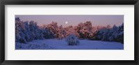 Snow covered forest at dawn, Denver, Colorado, USA Fine Art Print