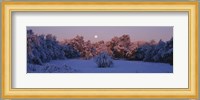 Snow covered forest at dawn, Denver, Colorado, USA Fine Art Print