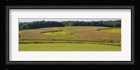 Field Of Corn Crops, Baltimore, Maryland, USA Fine Art Print