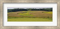 Field Of Corn Crops, Baltimore, Maryland, USA Fine Art Print