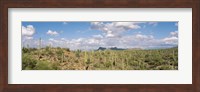 Saguaro National Park Tucson AZ USA Fine Art Print