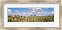 Saguaro National Park Tucson AZ USA Fine Art Print