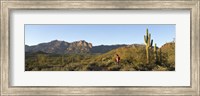 Hiker standing on a hill, Phoenix, Arizona, USA Fine Art Print