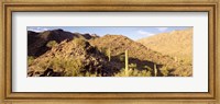 Cactus plants on a landscape, Sierra Estrella Wilderness, Phoenix, Arizona, USA Fine Art Print