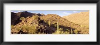 Cactus plants on a landscape, Sierra Estrella Wilderness, Phoenix, Arizona, USA Fine Art Print