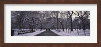 Bare trees in a park, Central Park, New York City, New York State, USA Fine Art Print