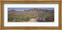 USA, Arizona, Dreamy Draw Park, Cactus along a road Fine Art Print