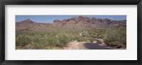 USA, Arizona, Dreamy Draw Park, Cactus along a road Fine Art Print