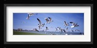 Flock of seagulls flying on the beach, New York State, USA Fine Art Print