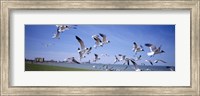 Flock of seagulls flying on the beach, New York State, USA Fine Art Print