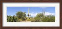 Low angle view of a cactus among bushes, Tucson, Arizona, USA Fine Art Print