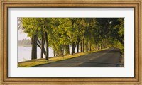 Trees along a road, Lake Washington Boulevard, Seattle, Washington State, USA Fine Art Print