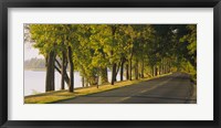 Trees along a road, Lake Washington Boulevard, Seattle, Washington State, USA Fine Art Print