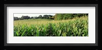 Cornfield, Baltimore County, Maryland, USA Fine Art Print