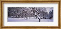 Trees covered with snow in a park, Central Park, New York City, New York state, USA Fine Art Print