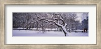Trees covered with snow in a park, Central Park, New York City, New York state, USA Fine Art Print