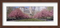 Cherry Trees, Battery Park, NYC, New York City, New York State, USA Fine Art Print