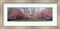 Cherry Trees, Battery Park, NYC, New York City, New York State, USA Fine Art Print