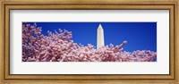 Washington Monument and cherry blossoms, Washington DC Fine Art Print