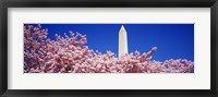 Washington Monument and cherry blossoms, Washington DC Framed Print