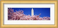 Washington Monument and cherry blossoms, Washington DC Fine Art Print