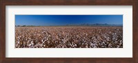 Cotton Field Fine Art Print