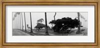 Palm Trees And Fog, San Diego, California Fine Art Print