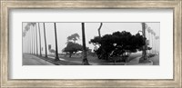 Palm Trees And Fog, San Diego, California Fine Art Print