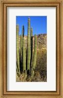 Organ Pipe Cactus in Arizona (vertical) Fine Art Print