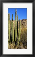 Organ Pipe Cactus in Arizona (vertical) Fine Art Print