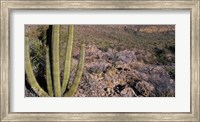 Organ Pipe Cactus in Arizona Fine Art Print