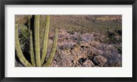 Organ Pipe Cactus in Arizona Fine Art Print