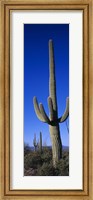 Saguaro Cactus AZ Fine Art Print